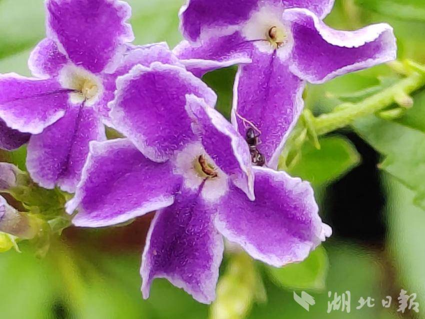 免费领取彩金